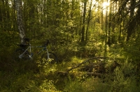 Bike in Forest