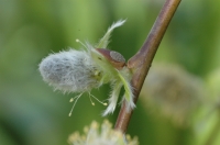 Willow Flower