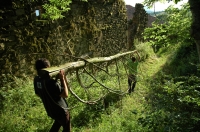 Carrying a felled tree