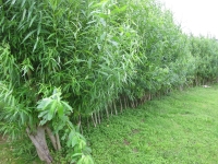 Willow Biomass