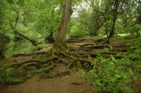 Exposed tree roots