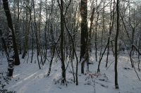 Forest in snow