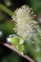 Willow Flower