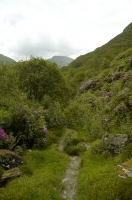 Rhododendrons