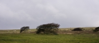 Wind Blown Trees