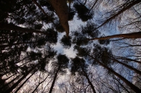 Trees