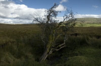 Tree on the moor