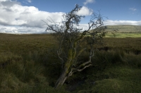 Tree on the moor