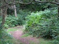 Path in Woods