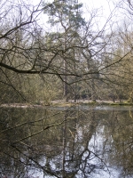 Woodland Pond