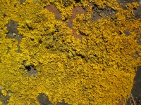 Xanthoria Lichen