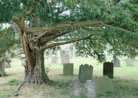 Yew Tree