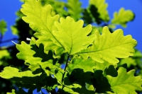 Oak Leaves