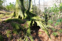 Tree Root