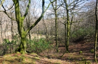 Wooded Path