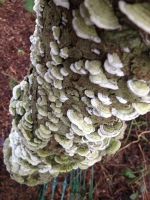 Bracket Fungus