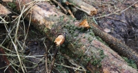Bracket Fungus on Log