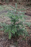 Young Spruce