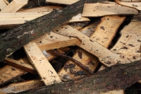 Firewood