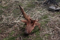 Dead Wood