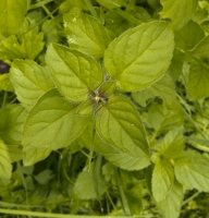 Marjoram