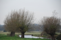 Trees in November