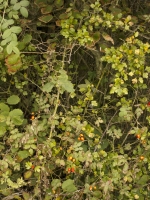 Autumnal Hedge