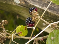 Autumn Bramble