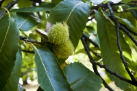 Sweet Chestnut