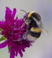 Bumble Bee on Scabious