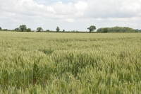 Corn Field