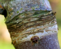 Horse Chestnut Girdle Scar