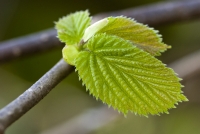 Hazel Leaf, Spring