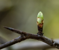 Hawthorn Bud, Spring