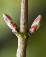 Bud Arrangement