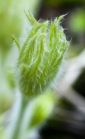 Pasque Flower Bud