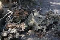 Sculptural Tree Root