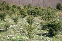 Fir Tree Planatation