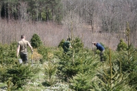 Planting Christmas Tree