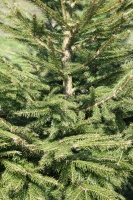 Fir Tree