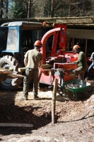 Cutting Coppiced Wood