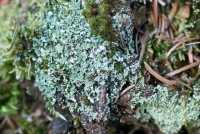 Lichen