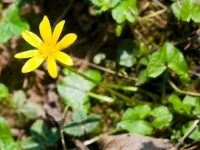 Lesser Celandine