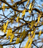 Hazel Catkins