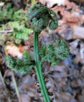 Fern Crozier