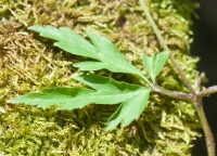 Anenome Leaf