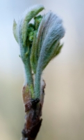 Sweet Chestnut Bud