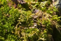 Mossy Floor