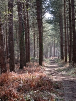 Track in Pine Wood