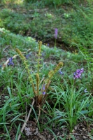 Bluebells and Fern Crozier